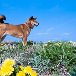 犬年ではなく「戌年」と書くのはなぜ？