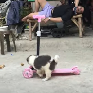 キックボードで遊ぶ子犬。おててをボードに置いて進んでいく姿がなんともかわいい！