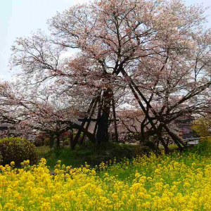 1本の木に会いに行く【34】狩宿の下馬桜と富士山本宮浅間大社＜静岡県＞