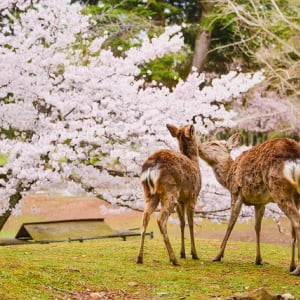 奈良のおすすめ観光スポット8選！東大寺＆大仏・奈良公園・法隆寺・吉野山も