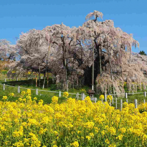 1本の木に会いに行く【35】日本三大桜「三春の滝桜」＜福島県＞