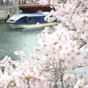 約600本の桜並木を通り抜け「大岡川桜クルーズ」でお花見！セットプランも