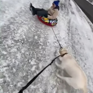 凍った雪道でソリを曳こうとする懸命に引っ張る犬。そこに心強い味方がやって来たぞ！！