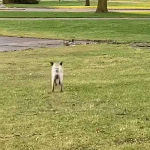 公園でカモがいるのを見つけた犬。一緒に遊ぼうとばかりにダッシュで駆け寄りますが、途中に水たまりがあったため・・・