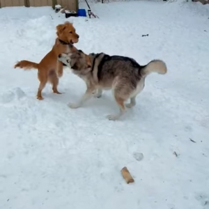 2匹の犬が雪原ではしゃいでいると思ったら・・・、威勢のよすぎる子が乱入してきた！！
