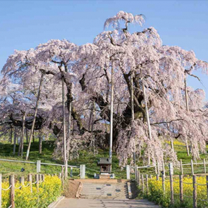 日本三大桜の場所や名前を知ってる？桜の名所や品種の知名度も徹底調査！