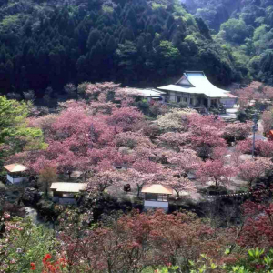 【大分】春の映えイベントならこれ！別府八湯温泉まつり・日本童話祭・桜スポット