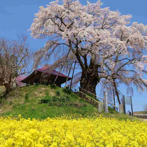 1本の木に会いに行く【36】紅枝垂地蔵ザクラと上石の不動ザクラ＜福島県＞