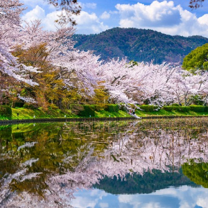 【2022年最新】京都の穴場お花見スポット10選！今こそ注目の隠れた桜の名所も