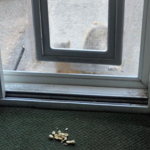 ペットドアを自分で開けて家の中に入ってきたリス。おやつのピーナッツをいただくと・・・、またペットドアをくぐって帰っていきました