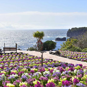 春のお出かけは「城ヶ島海岸」がいいかも!?花×絶景の人気スポット徹底紹介