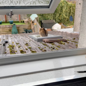 【絶景】キッチンの天窓の上に愛猫が座り込むのを目撃した飼い主さん。これはレアな姿を見る絶好のチャンスと、急ぎキッチンへ向かいます！！