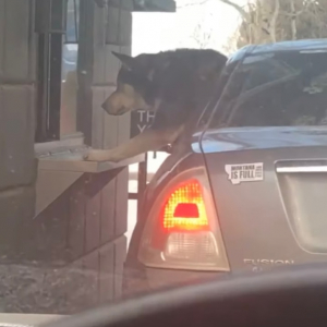 大好きな『パプカップ』を受け取るのが待ちきれなくて車から身を乗り出すハスキー犬。完成したので店員さんが差し出してくれるのですが・・・