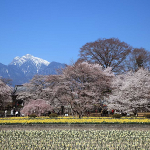 今週末、桜の見頃を迎えるスポット速報【2022年3月25日～版】