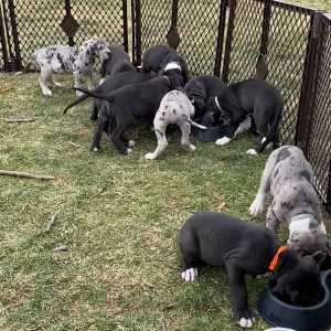 食事に夢中な11匹の子犬たちはで気付いていない？みんなでご飯に群がっていますが・・・、誰も食べていないフードボウルもあるんだよ？