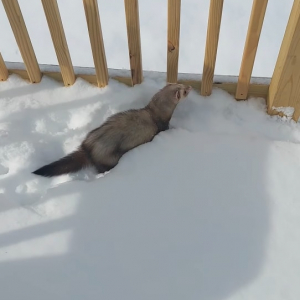 雪を堪能するフェレット。積もった雪の中に潜ったり、トンネルを掘るように進んだりととても楽しそうです！！