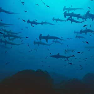 メダカの学校ならぬ「シュモクザメの学校」？数え切れないほどのシュモクザメが群れでゆったり泳ぎ回っています