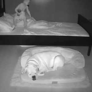ベッドで寝ているはずの赤ちゃんが毎朝ワンコの横に！？不思議に思い監視カメラで撮影すると・・・
