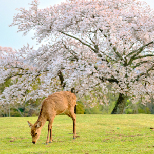 今週末、桜の見頃を迎えるスポット速報【2022年4月1日～版】