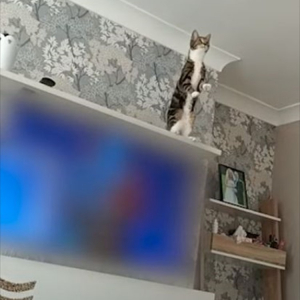 天井からぶら下がるシーリングファンが気になる猫。思い切って飛び乗ると、シーリングファンは大回転をしはじめました！