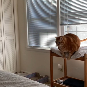 体のまんまるな猫。ジャンプしてベッドに移動しようと考えているようですが・・・成功するでしょうか？
