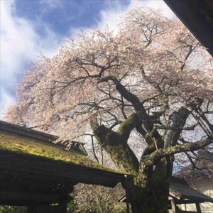 【高野山・清浄心院】1年に1度の「秘仏」公開！秀吉の傘桜もお忘れなく