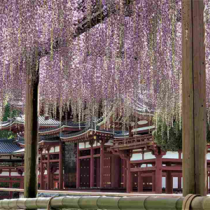 1本の木に会いに行く【37】平等院鳳凰堂を彩る藤の花＜京都府＞