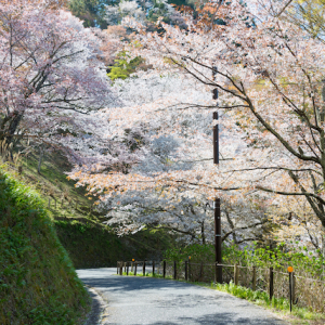 今週末、桜の見頃を迎えるスポット速報【2022年4月8日～版】