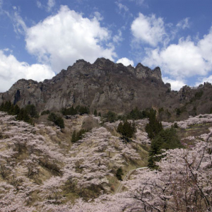 今週末、桜の見頃を迎えるスポット速報【2022年4月15日～版】