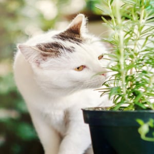 猫よけハーブを植えて庭を守ろう！おすすめの種類を紹介