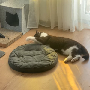お家で寝っ転がりながらもエクササイズに励む猫。今日のトレーニングは、クッションをクルクルと回転させる動きのようです