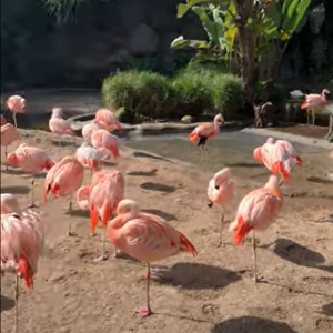 ピンクの体が美しいフラミンゴたち。あれれ・・・？その群れの中に一羽、様子の違う子がいるよ！！