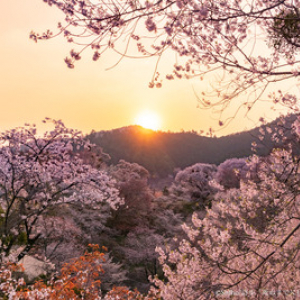 まもなく桜も満開を迎える奈良の絶景で休日を満喫！春旅におすすめの「死ぬまでに行きたい奈良の絶景」をご紹介！