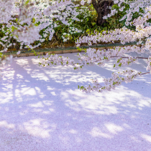 今週末、桜の見頃を迎えるスポット速報【2022年４月23日〜】