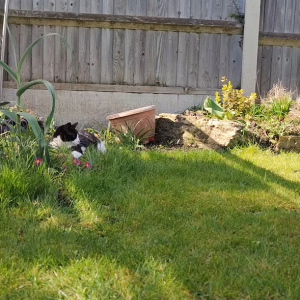 庭でのんびりしていたところ、焦ったように駆け出した猫。実はこの時、意外な子に襲撃をかけられていたのです！！