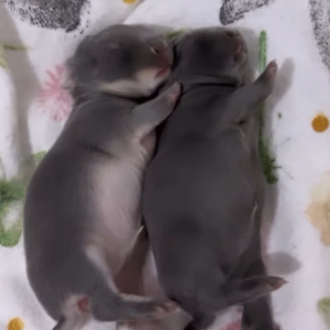 ネザーランドドワーフの赤ちゃんウサギたち。ミルクをたっぷり飲んだのか、仲良く体を並べてぐっすり寝ています