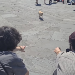 「お気持ちお預かりしますよ」ストリートパフォーマーのお手伝いをする犬。なんとこの子、観客からチップを預かって回っていたのです！！
