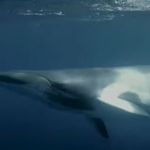 ダイバーのすぐ横までミンククジラがやってきた！！巨体のクジラが海中を泳ぐ姿はまさに圧巻！！