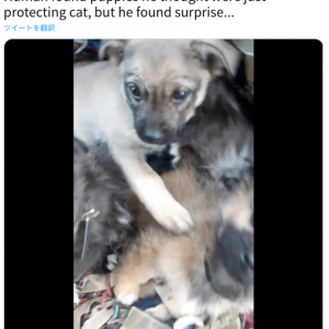 「勇敢な戦士たちだ」「みんな生き抜いて……」　ウクライナで発見された猫の母子を守る子犬たちに言葉を失う人続出