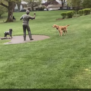 ボールを投げてくれそうな男性を見つけて、期待して待っている犬。でも、その人は絶対ボールを投げてくれないと思うよ・・・【アメリカ・動画】