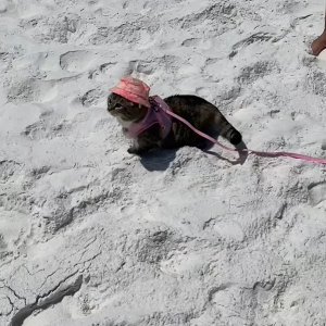 フロリダでバカンスを楽しむ猫。ビーチを散策するので、しっかり日焼けと暑さ対策のオシャレをしています【アメリカ・動画】