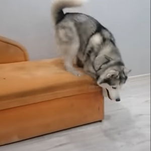 オロオロと困った様子のハスキー犬。どうやら立っているソファの高さが怖いようで、すっかり下りられなくなったみたいです【海外・動画】