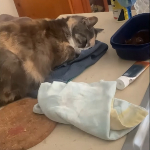 ティータオルがお気に入りの猫。タオルがどこに置いてあってもその上でスヤスヤお昼寝！！とても気持ちよさそうな寝顔です【海外・動画】
