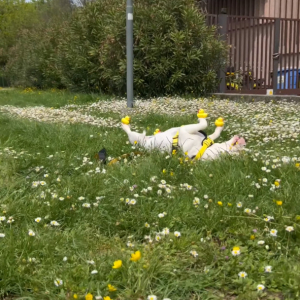 野花が咲き誇る原っぱで気持ちよさそうにヘソ天でお昼寝している犬。そこでこの子にイタズラしてみた結果・・・【海外・動画】