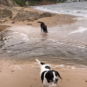 愛犬たちが小川の向こうに忘れたボールを回収しに行こうとしたパパさん。波が小さいうちに向かおうとジャンプしたその時・・・！！【海外・動画】