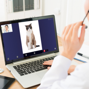 ペットのオンライン相談・診療システム「みるペット」正式版リリース。相談はチャットでも可能に