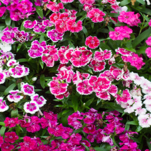 赤やピンクの花が季節ごとに楽しめる！ナデシコの特徴・花言葉・種類の紹介
