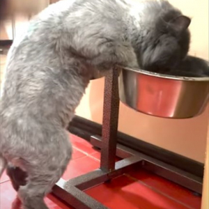 「これは私のニャ」同居犬用の水を飲む猫。犬が水を飲もうと近寄ってくると、猫パンチをお見舞いして追い返してしまいました！！【海外・動画】
