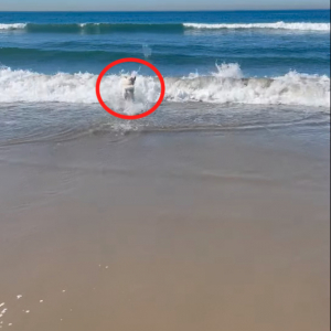 ラブラドール・レトリバーはビーチの人気者！海へボールを拾いに行くと・・、なんとボディーサーフィンで戻ってきました！！【アメリカ・動画】