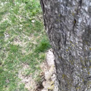 木のウロに入り込んでしまった子猫の様子を確認しようとかざしたスマホを落としたら・・。とてもキュートな子猫の姿が撮れました！【海外・動画】